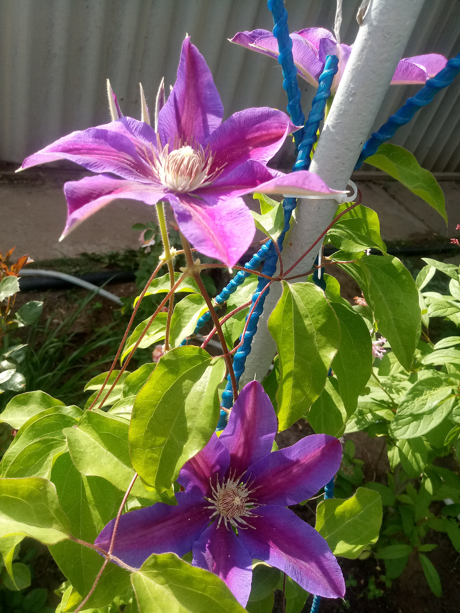 1. Клематис 'Akaishi'