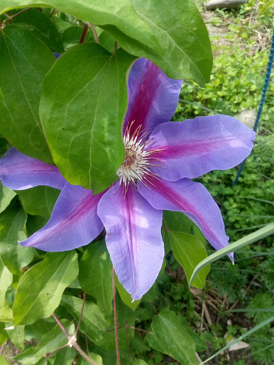 2. Клематис 'Akaishi'