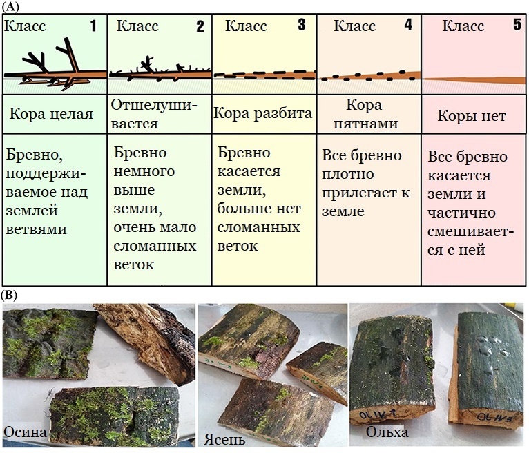 Рисунок 1. А. Пять классов  разложения валежника. Состояние коры и древесины различно для каждого  класса. Большинство валежников класса 3 и выше могут развалиться при  подъеме. B. Примеры древесины различной твердости, находящейся на  четвертой стадии разложения. Различные виды древесины значительно  отличаются по пористости, что влияет на количество воды, которое они  могут удерживать. 