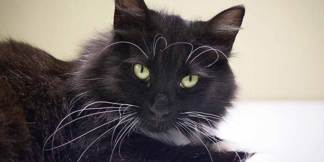 ❗ДОМА❗Уличная кошка сама подошла к волонтёрам, словно зная, кому доверить свою судьбу.