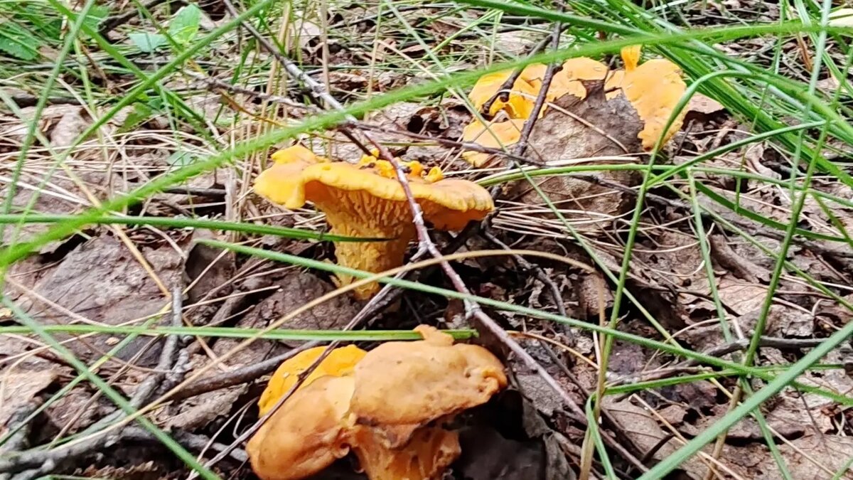     Источник: Татьяна Задорина/vk.com/gribnik74