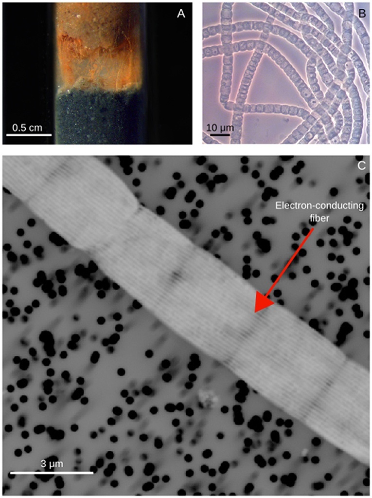 А. Нити кабельных бактерий,  протянувшиеся между слоями осадка, которые отделены друг от друга. В.  Изображение, полученное с помощью светового микроскопа, показывающее  пучок нитей кабельных бактерий. C. Изображение, полученное с помощью  электронного микроскопа, показывающее электропроводящие волокна. Красная  стрелка указывает на электронно-проводящее волокно.