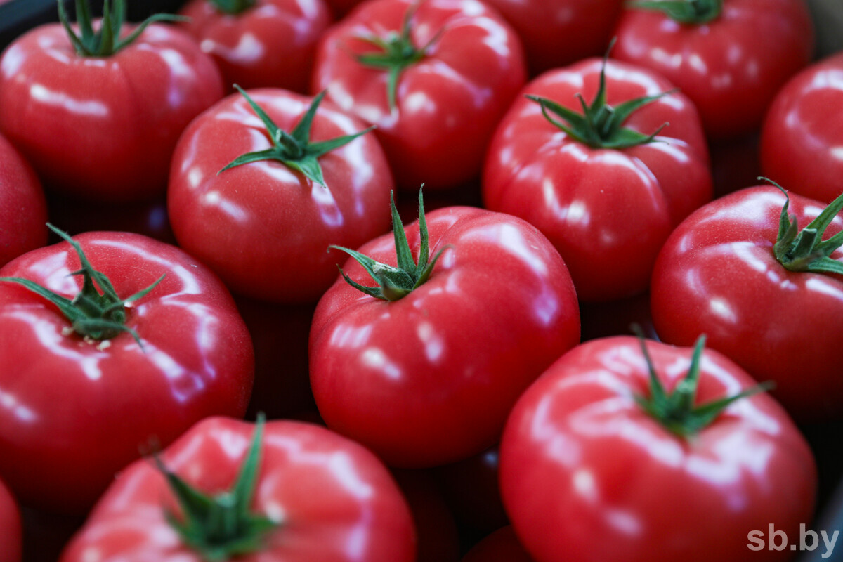    Специалист перечислила распространенные ошибки в уходе за томатами