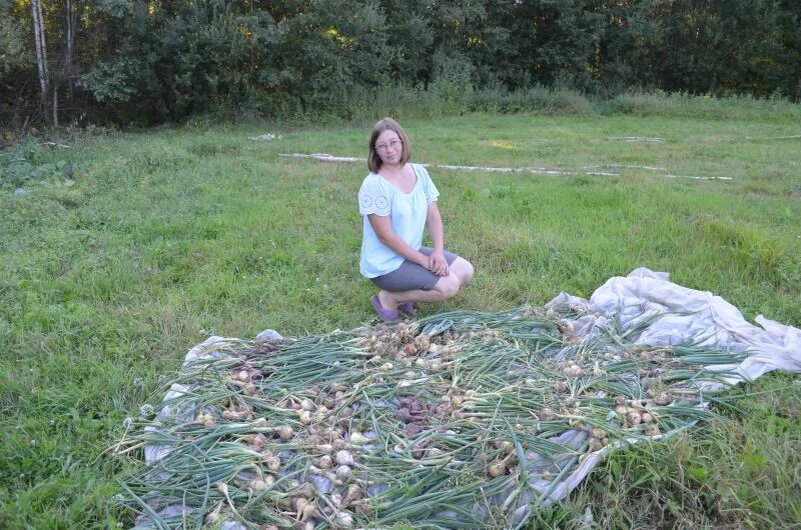  Доброе утро, дорогие друзья. Сейчас лук находится на стадии созревания. В этот период важно правильно ухаживать за луком, поскольку от этого зависит лежкость луковиц зимой.