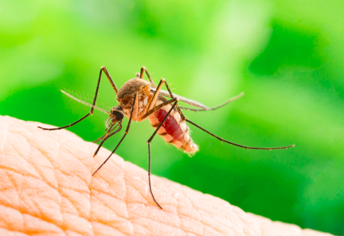Комариные укусы сложно назвать чем-то неожиданным для людей — надоедливые насекомые обитают почти во всех широтах планеты.