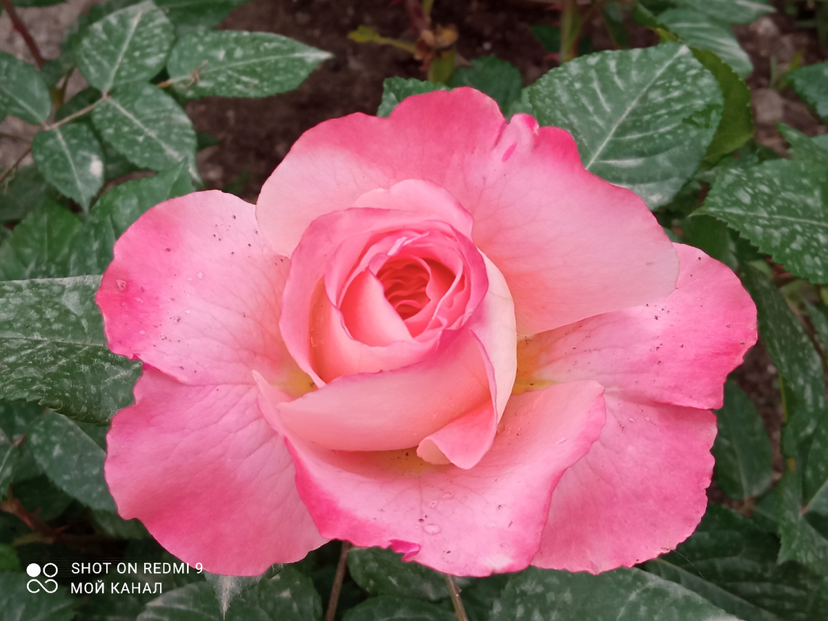 Ч/г роза Аугуста Луиза. Фото автора.