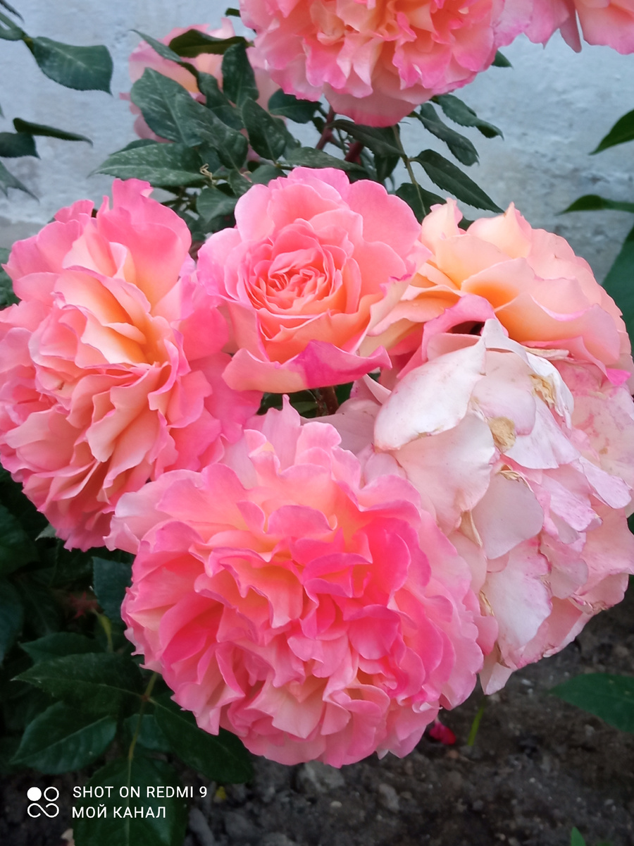 Ч/г роза Аугуста Луиза. Фото автора.