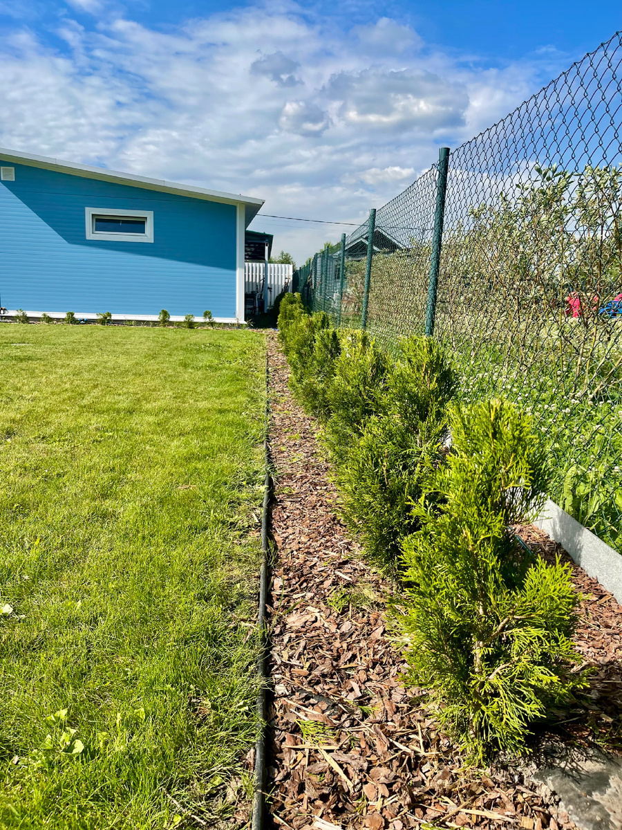 в этом году я упорно занимаюсь туями, у меня их 161 штука, прополка + стрижка + удобрения… про туи, если интересно напишу отдельную статью