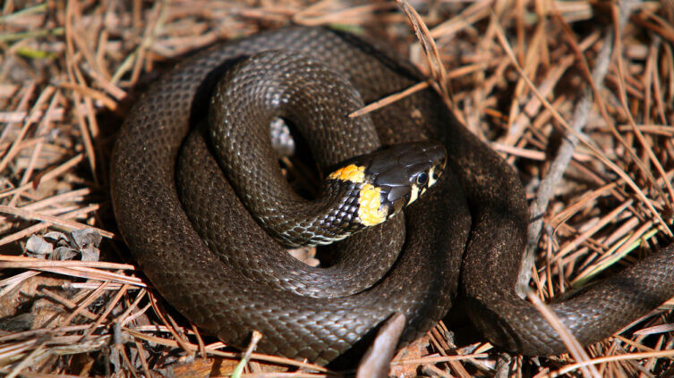    Какие змеи водятся в России? Фото: Depositphotos