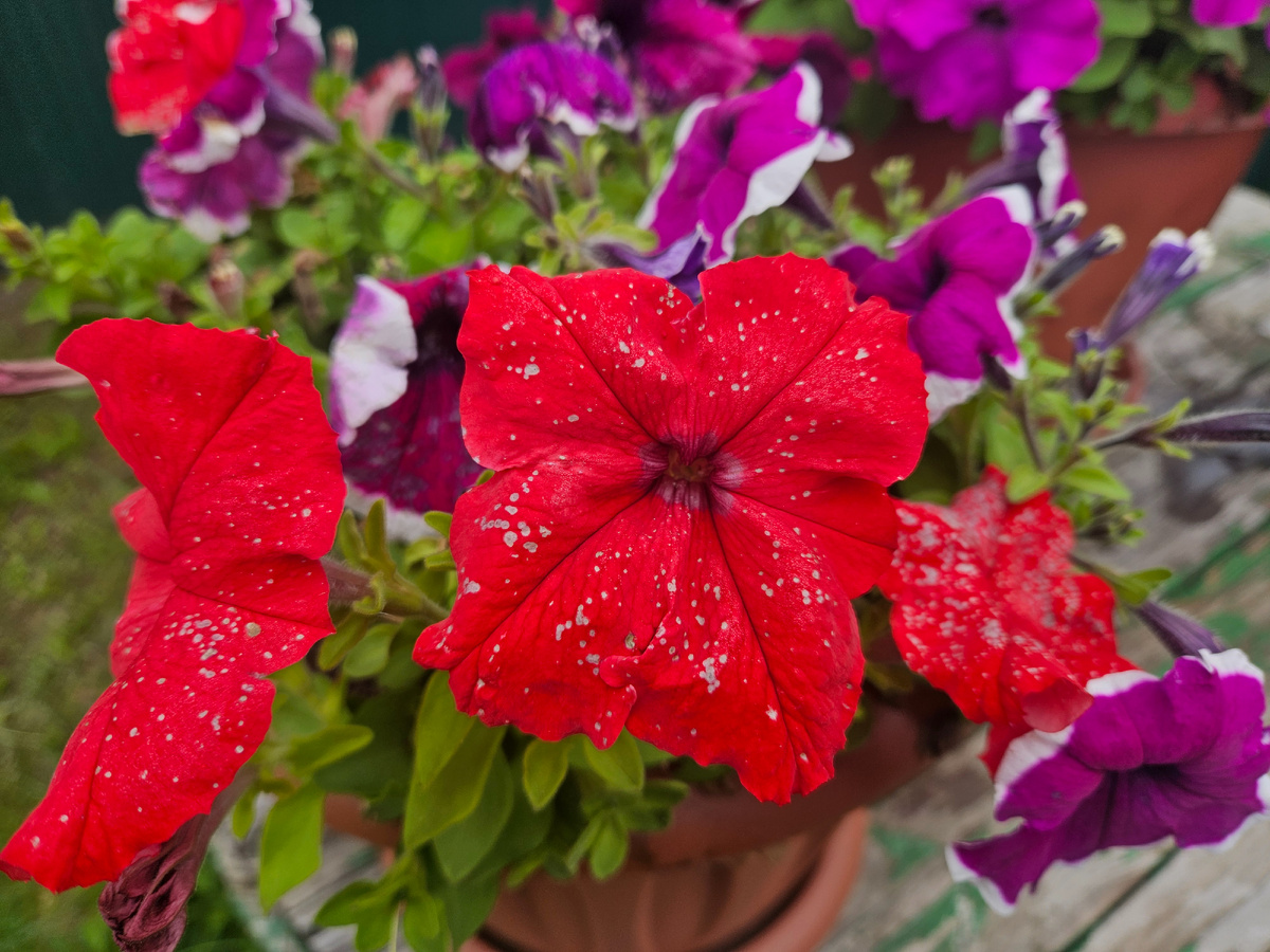 Еще пышным цветом цветут мои петунии на старом колодце.