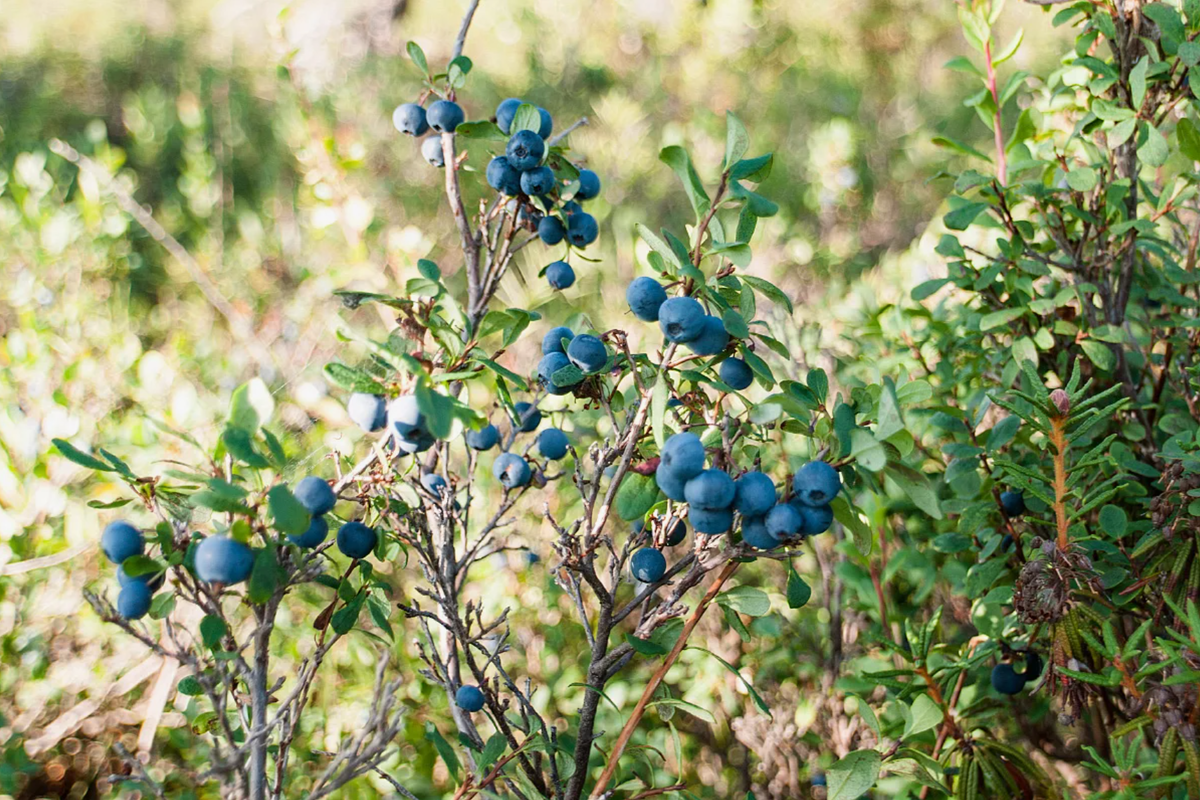 Источник фото: nature.baikal.ru