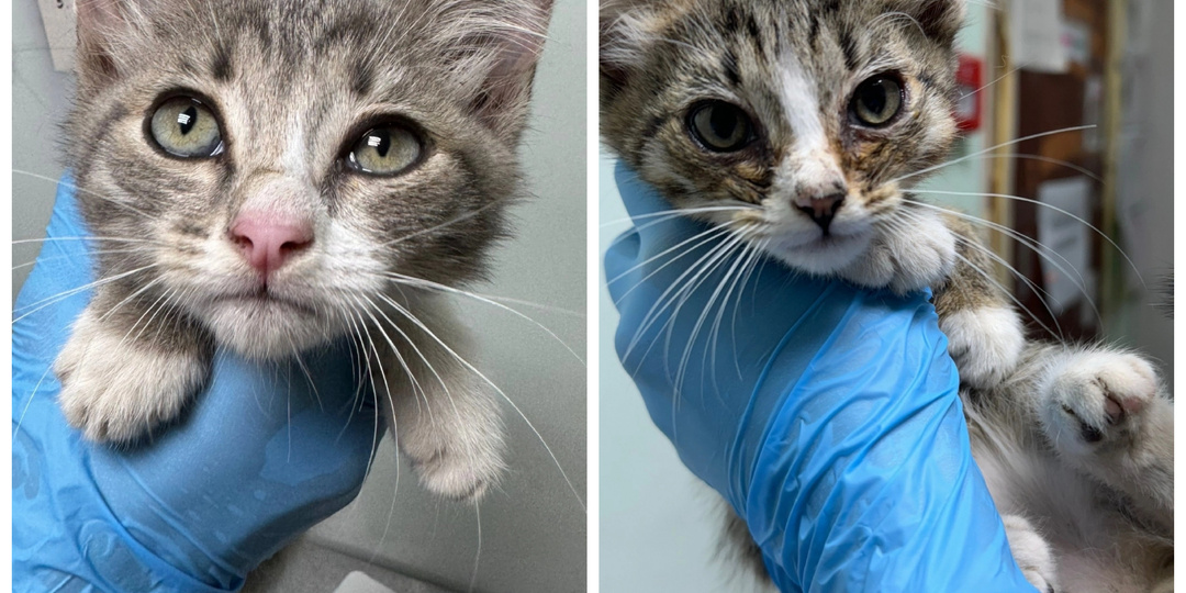 И снова новенькие