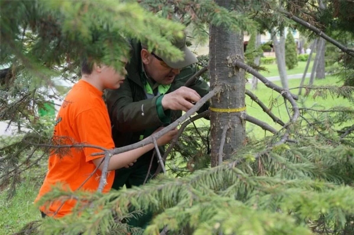    Стало известно, как читинские деревья переживают забайкальскую жару