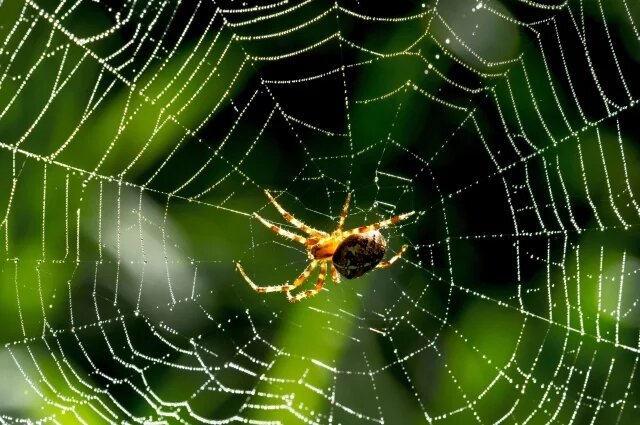    Почему нельзя убивать пауков?