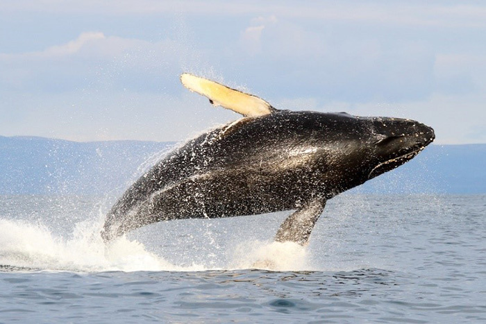 http://komandorsky.ru/megaptera-novaeangliae.html Автор фото Евгений Мамаев