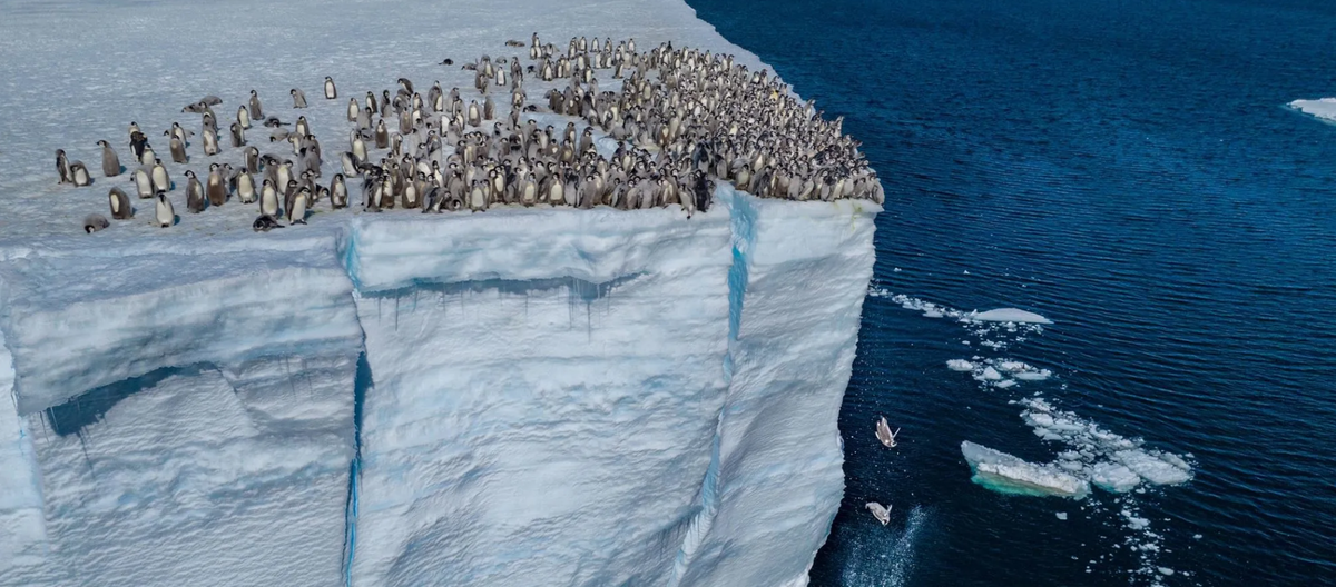 Из-за изменения климата и таяния морского льда в Антарктиде все больше птенцов императорских пингвинов вынуждены выводиться на постоянных ледяных шельфах, что заставляет их прыгать с больших высот в океан. Фотограф Берти Грегори использовал мощный зум своего дрона, чтобы не приближаться к этой сцене.