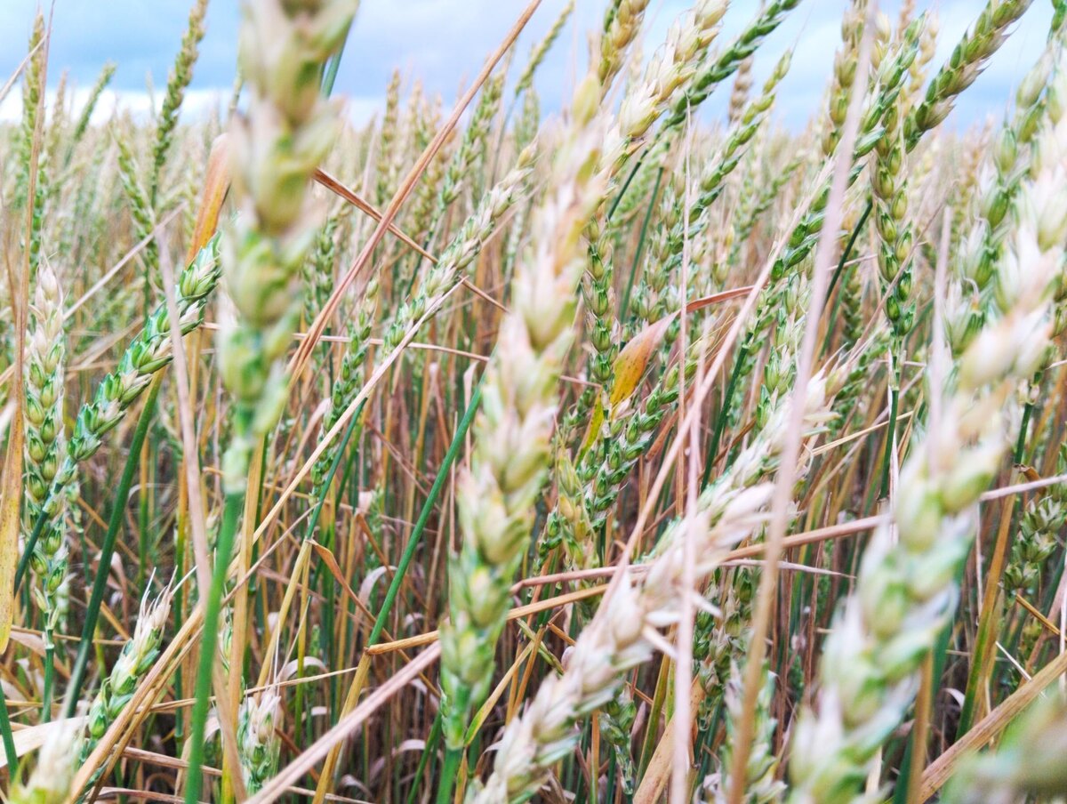 Фото: АПК Новости 