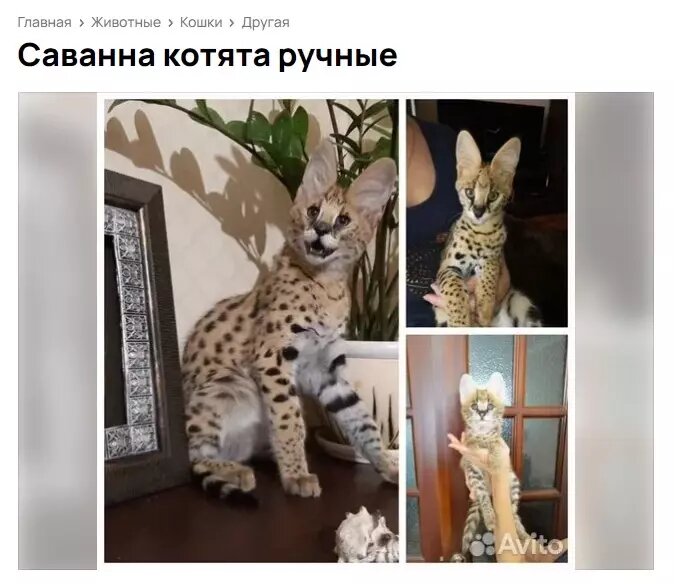     Источник: Авито