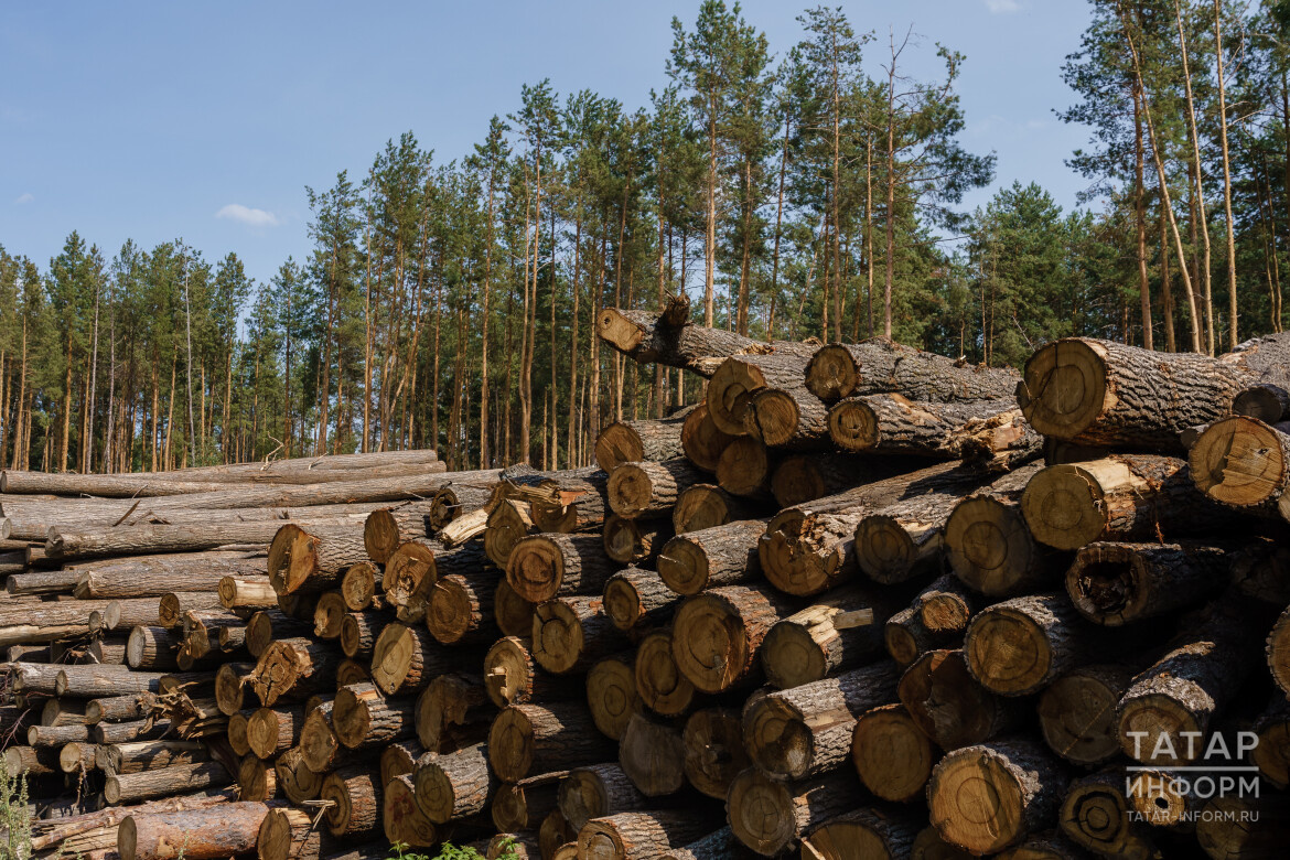 ​К группе «пострадавших» отнесли лесоводство и лесозаготовку. Фото: © Салават Камалетдинов / «Татар-информ»