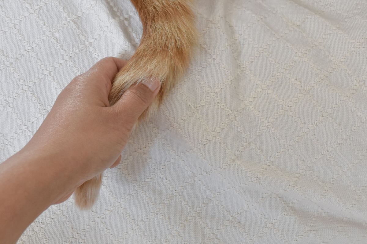 Почему нельзя дёргать кота за хвост