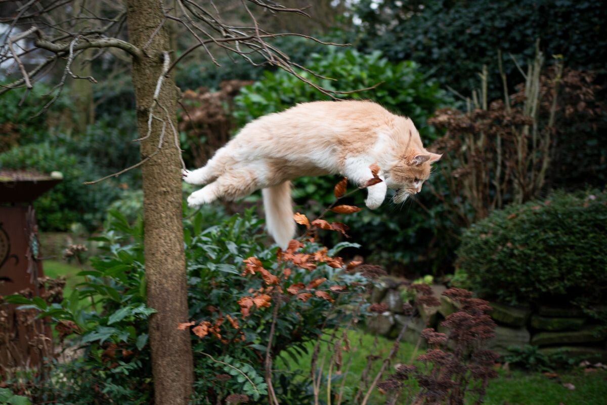 Кошка в прыжке 