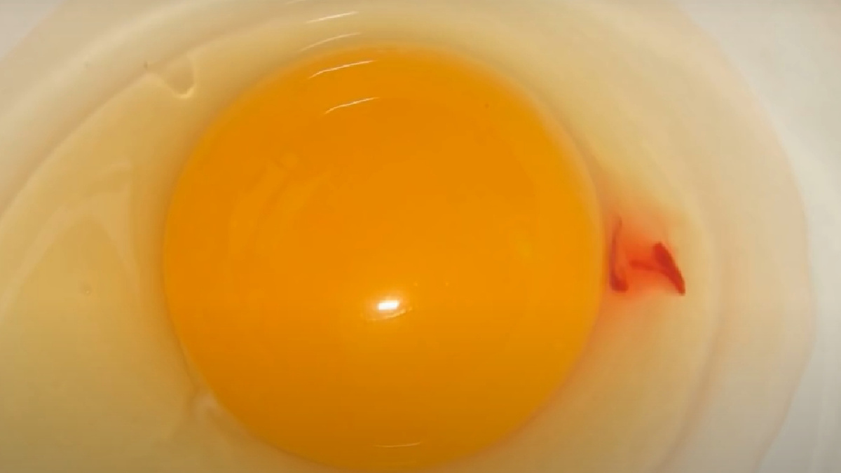 Сгустки в курином яйце. Белые сгустки на желтке. Сгустки в курином яйце. Сгустки в курином яйце. Оплодотворенное куриное яйцо.