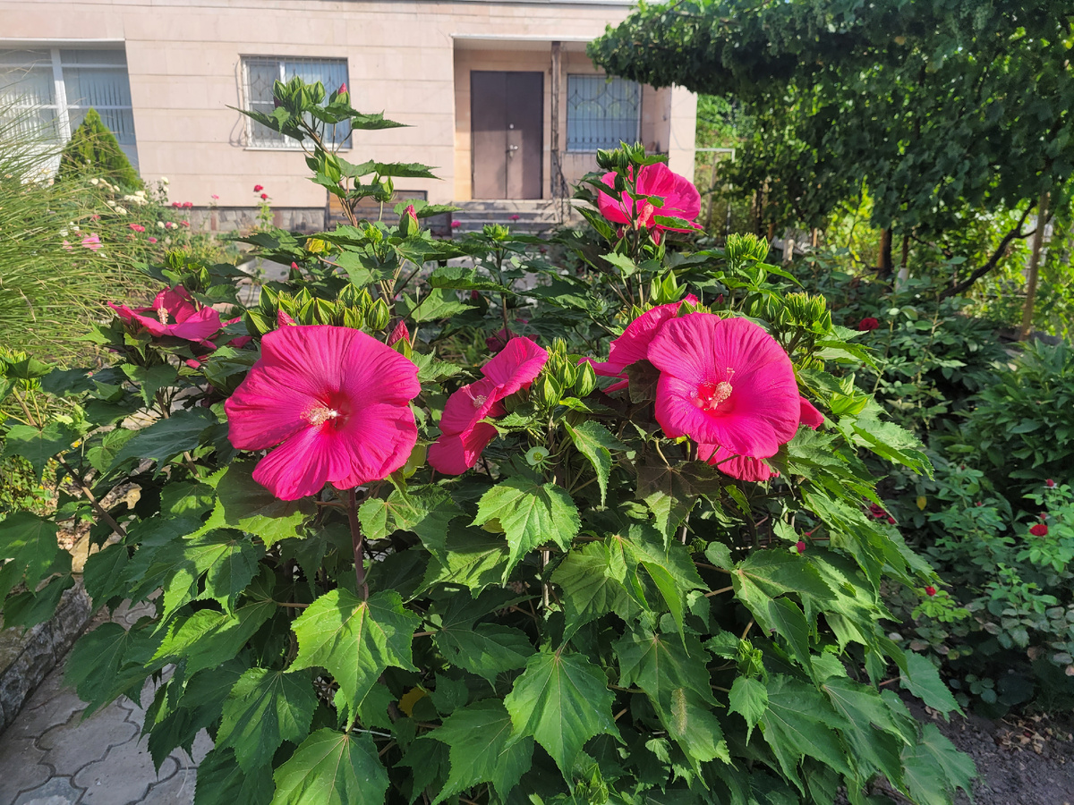 Гибискус, сегодня утром.