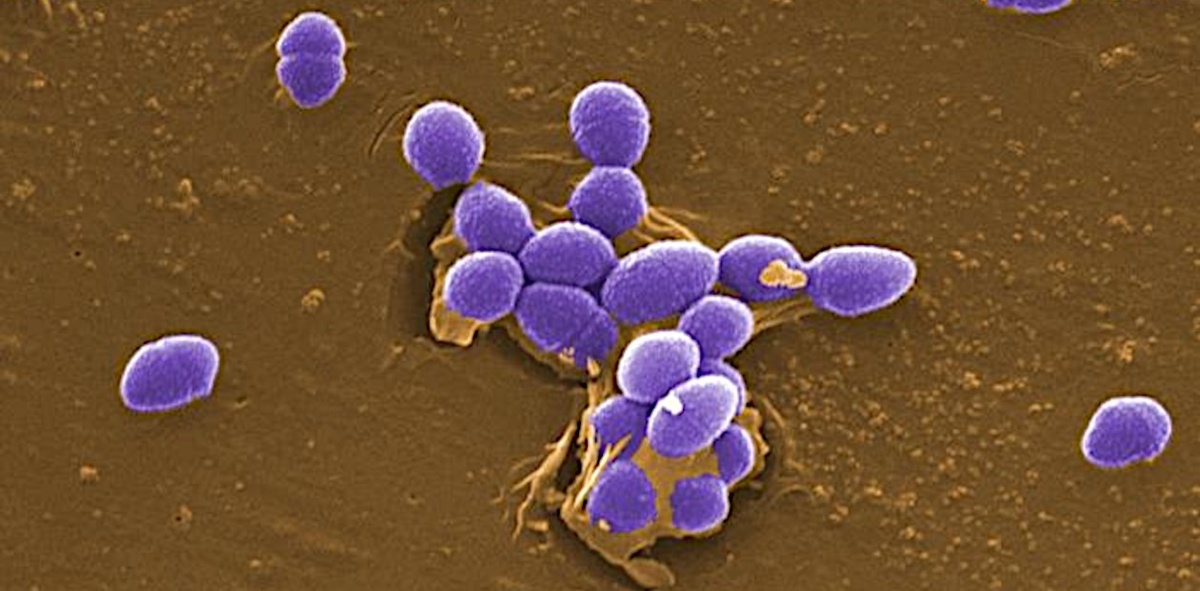 Энтерококки Enterococcus faecalis – симбиотические бактерии кишечника человека 