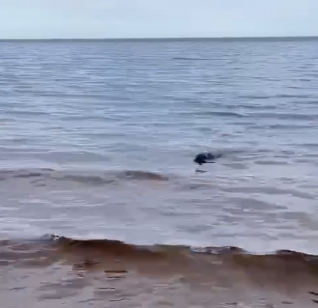 Нерпёнок плывёт обратно. Источник: t.me/sealresque Автор фото: Скриншот видео📷
