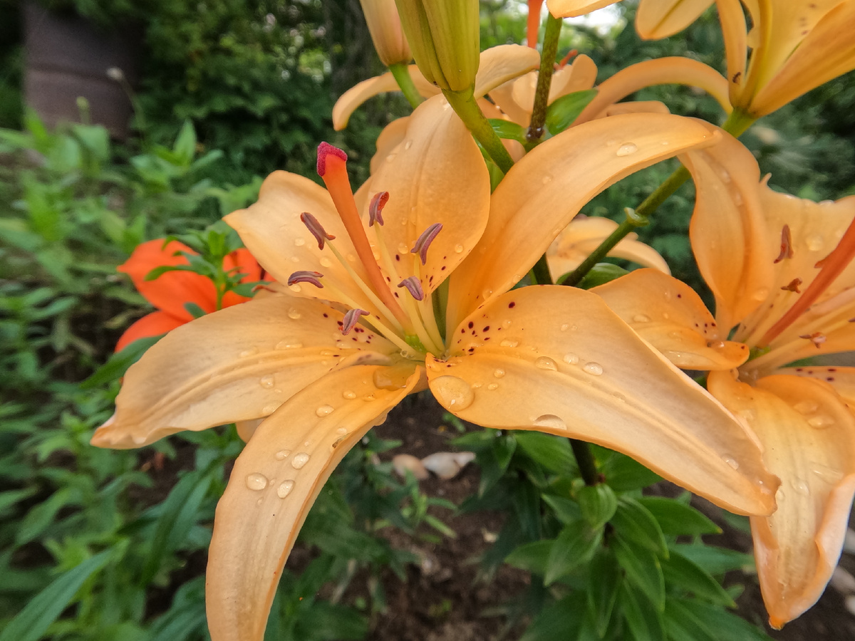 Снято на GoPro c макро линзой *15. Режим СуперФотка.