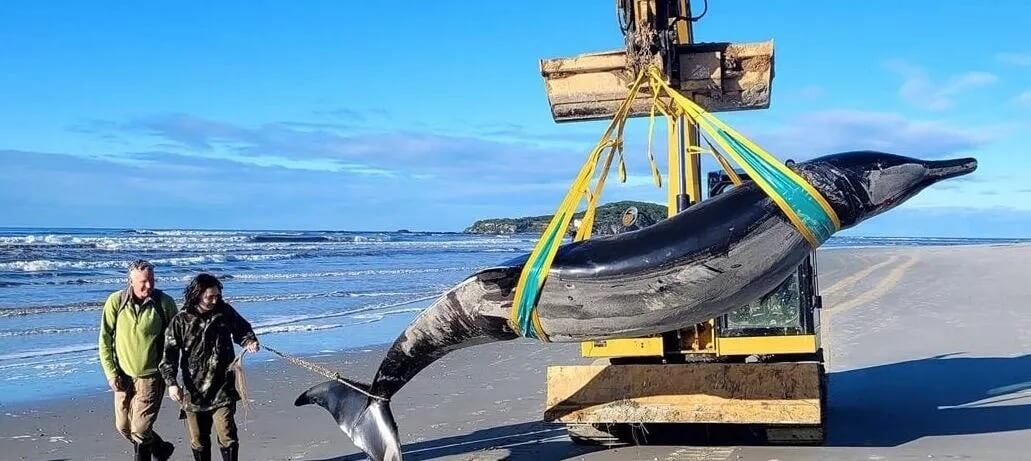    Мужская особь кита-ремнезуба длиной около пяти метров, которая была обнаружена на берегу рядом с устьем реки Таиери в Новой Зеландии / © Department of Conservation