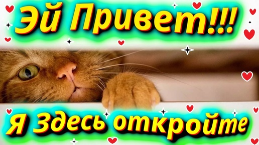 Когда кошки решают пошалить: Неудержимая энергия и веселье!