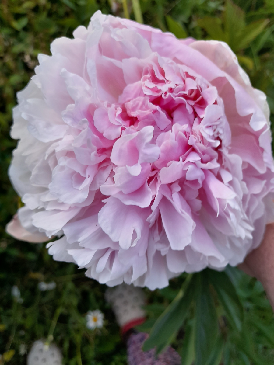 Фото автора. Отцветают пионы