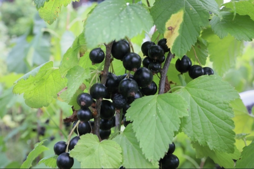 Смородина в диком виде растет практически по всему миру. Фотография © РИА Новости. Виталий Белоусов