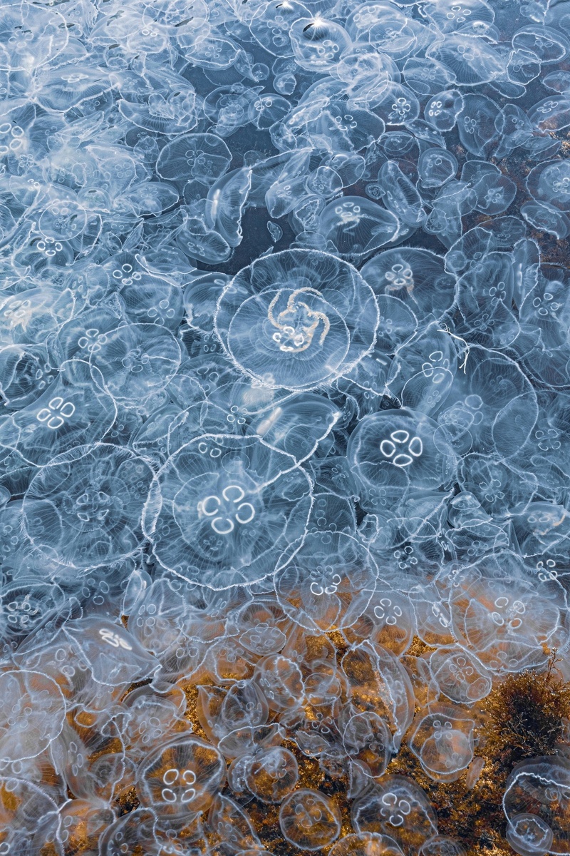 Нашествие медуз на Меганоме зимой 21-го года. Фото: Андрей Кривцов