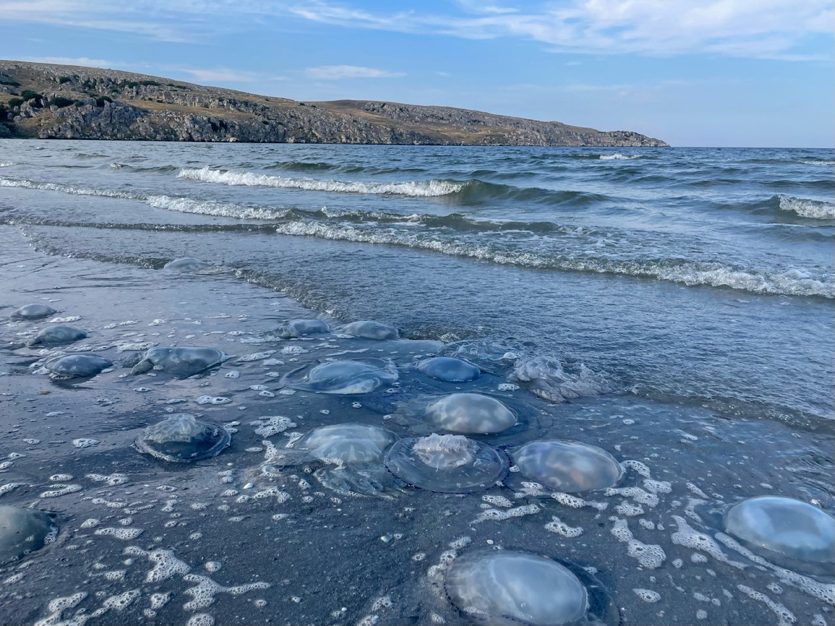 Прозрачные сферы, вынесенные волнами на берег. Фото: татьяна Крымская 