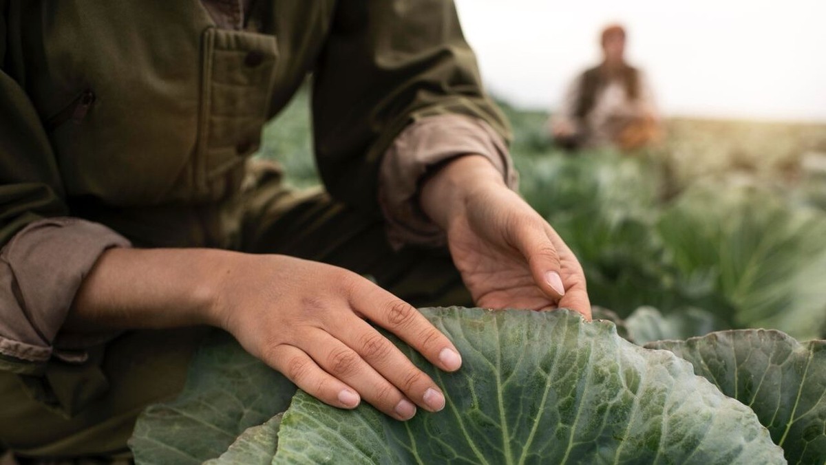 17 июля крестьяне начинали подготовку к ранней осени. Фото: freepik