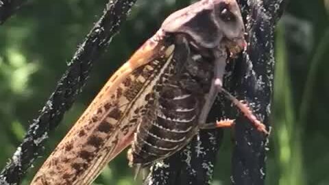 Димосс саранча латино. Саранча в африке. Группа саранча ставрополь. Налетели как саранча песня слушать. Димосс саранча.