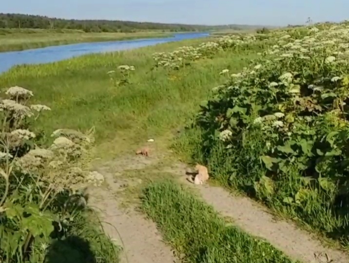  Что-то вот все пишут-пишут про большие штрафы, про ответственность за жестокое обращение с животными, а случаев с выкинутыми на улицу домашними кошками меньше не становится.