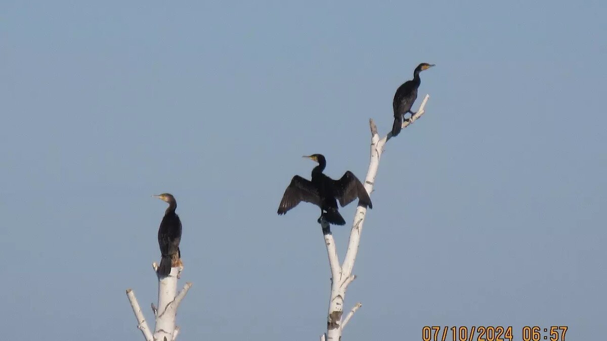     Источник: Управление по охране животного мира
