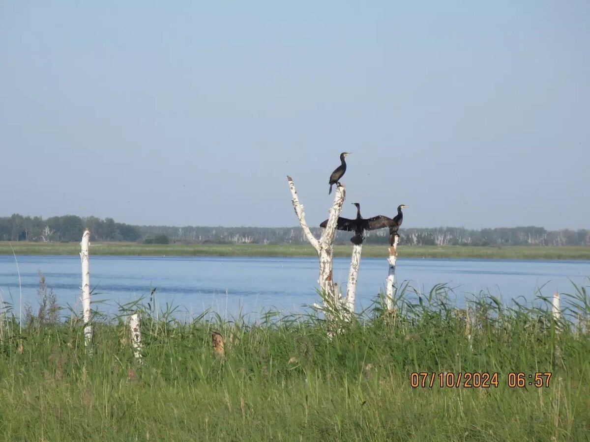     Источник: Управление по охране животного мира