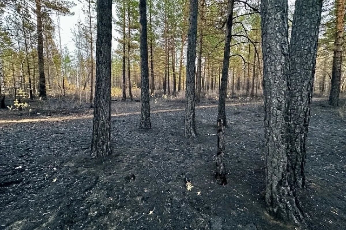    Более 60 лесных пожаров действуют в Забайкалье