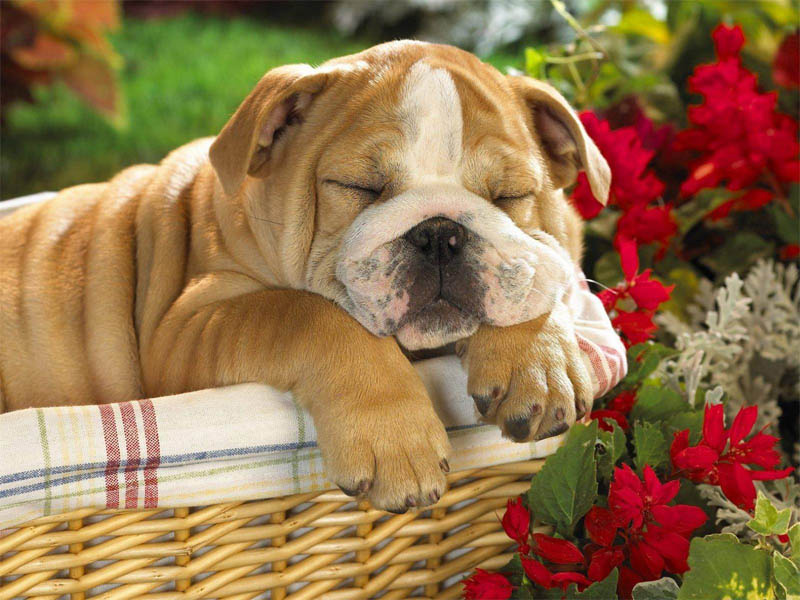 Английский  бульдог - очень удобная порода для людей не спортивного плана, с ними  надо гулять совсем немного, они очень хороши в доме, спокойные, с  прекрасным аппетитом, обожают детей, очень любвеобильные.