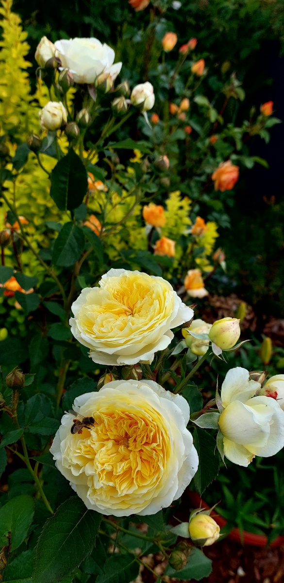 Зе Пилгрим. "Остинка" 