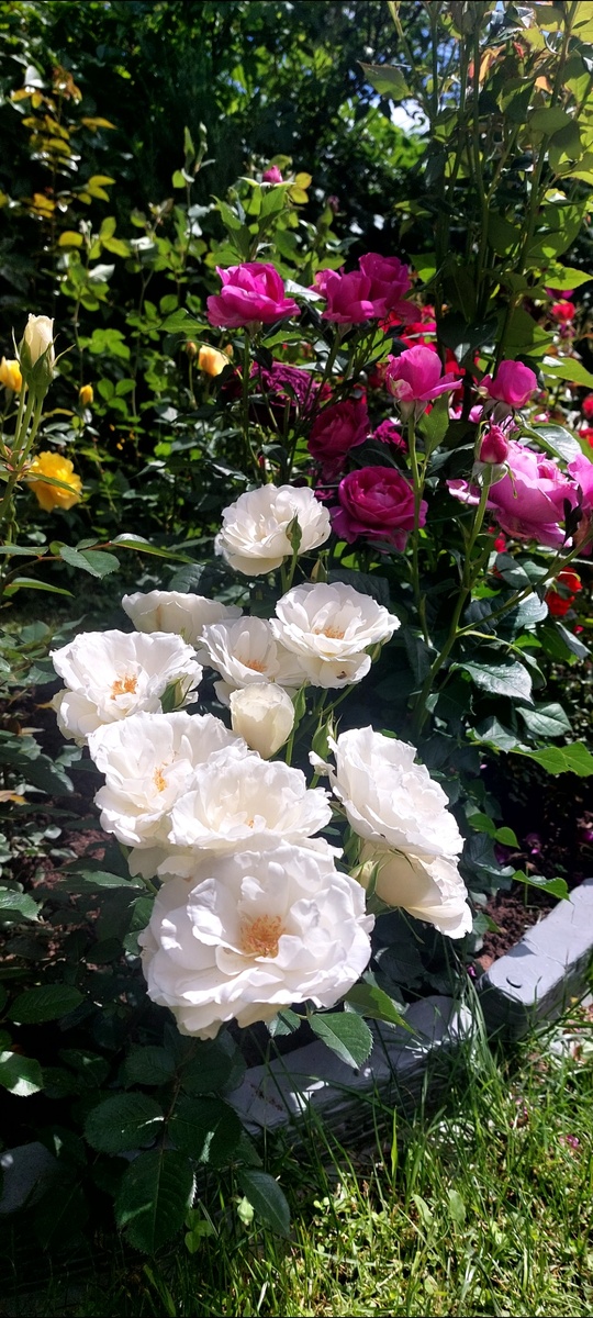 Белая - Принцесс оф Уэльс. Сиреневая - Кармен Вюрт. Флорибунды