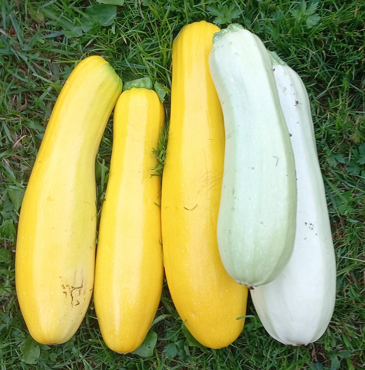 Плоды около 1кг и меньше, пока молочные