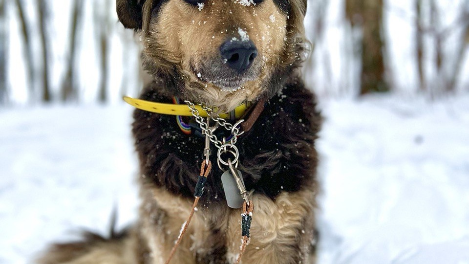 Обычно ЭТО случается за 3 недели, а у собачки Лады длится уже 3 года