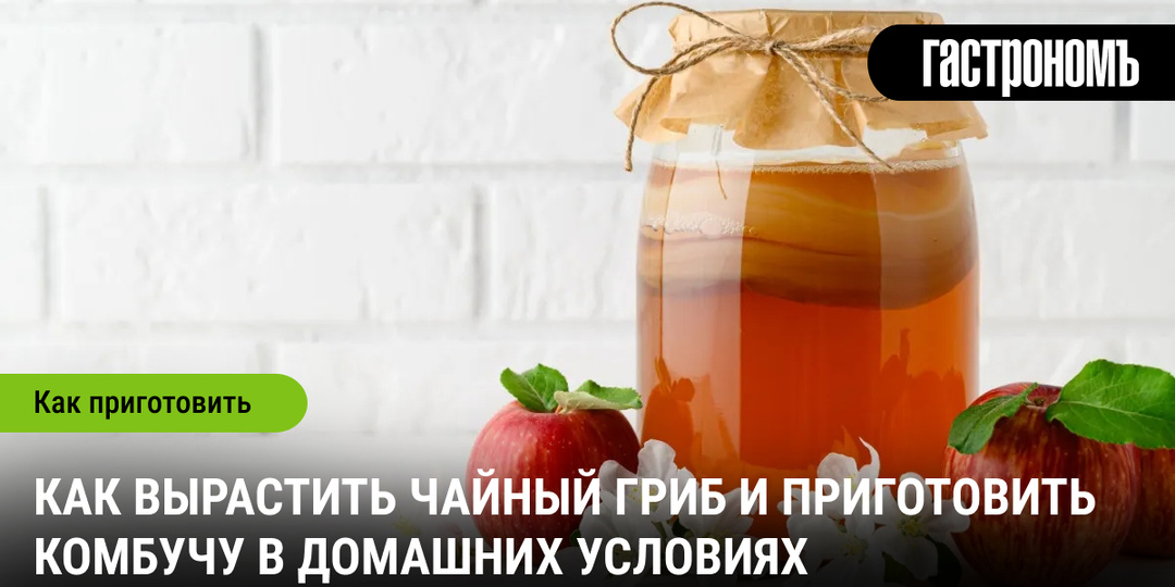 Как вырастить чайный гриб и приготовить комбучу