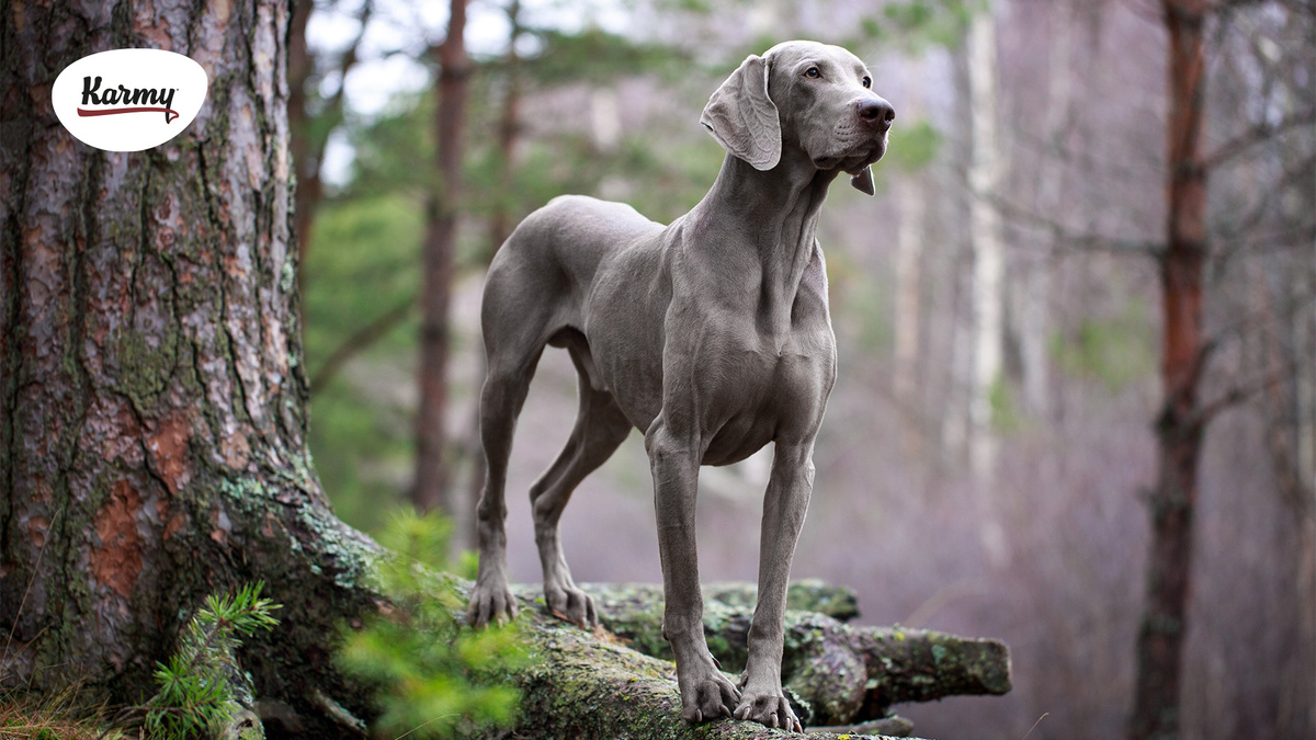 Авторское изображение с использованием картинки с сайта lapkins.ru