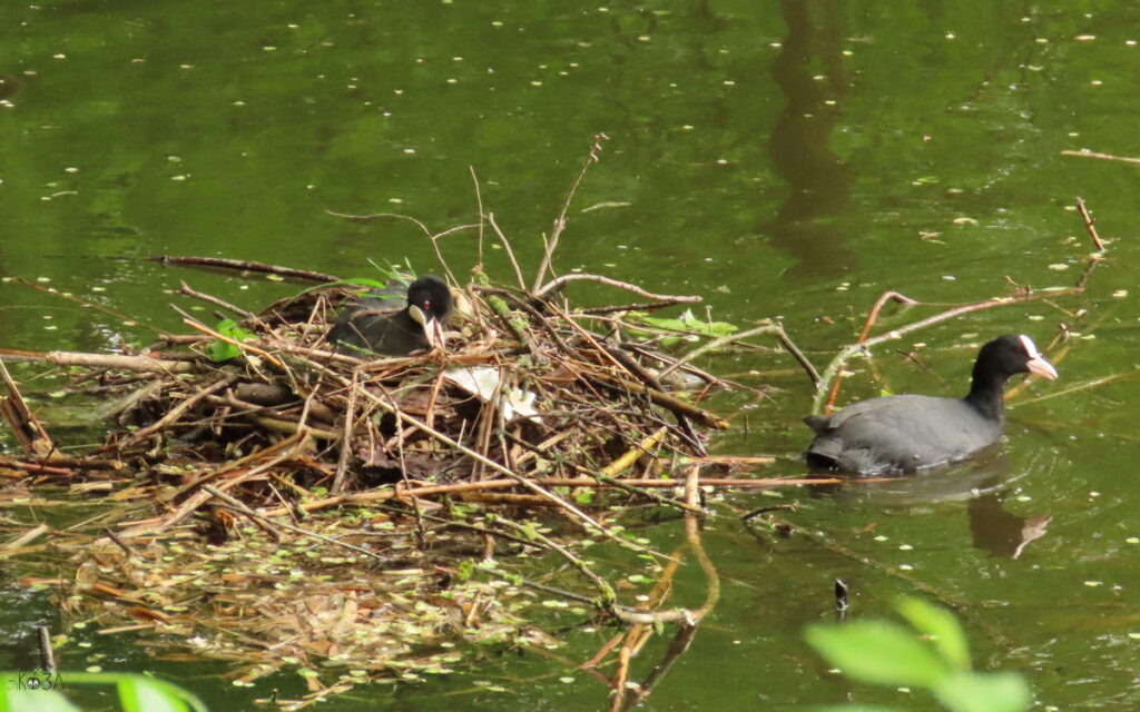    Пара лысух у своего гнезда. 21.04.24. РнД, зоопарк. Анна Власова